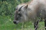 Japanese serow