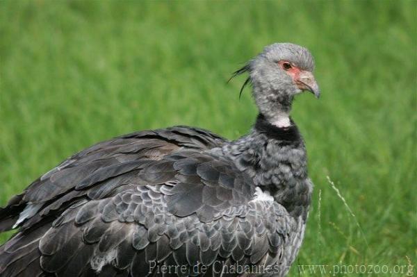 Southern screamer