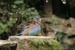 European roller