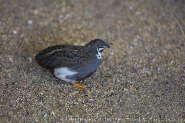 Asian blue quail