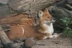 Chinese dhole