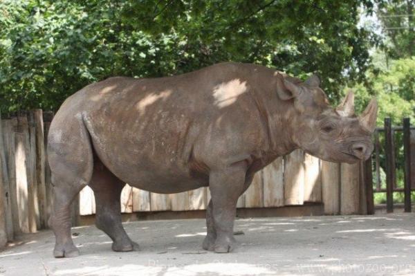 Eastern black rhinoceros