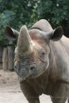 Eastern black rhinoceros