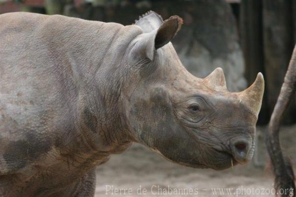 Eastern black rhinoceros