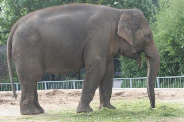 Asian elephant