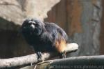 Black lion tamarin