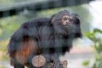 Black lion tamarin