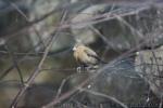 African silverbill