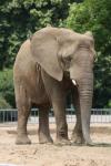 South African elephant