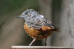 Common rock-thrush *