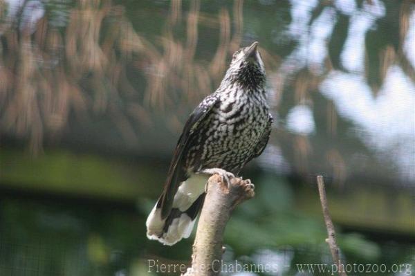 Spotted nutcracker