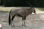 Gemsbok