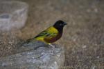 Golden-backed weaver