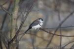 Double-barred finch