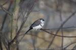 Double-barred finch