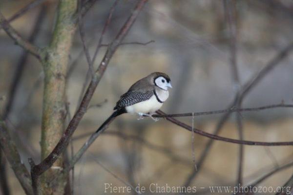 Double-barred finch