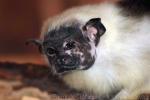 Pied tamarin