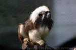 Cotton-top tamarin