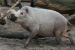 Bornean bearded pig *