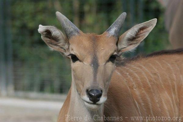 Common eland