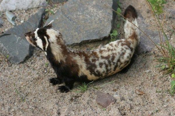 Marbled polecat