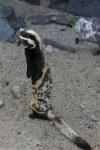 Marbled polecat