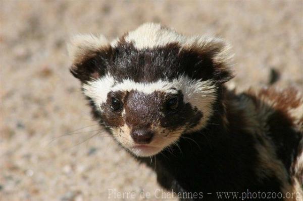 Marbled polecat