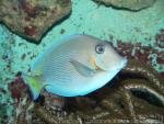 Blue tang surgeonfish