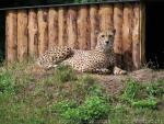 Southern Cheetah