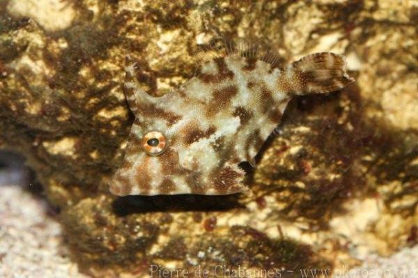 Bristletail filefish