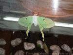 Indian moon moth