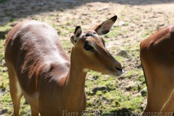 Common impala