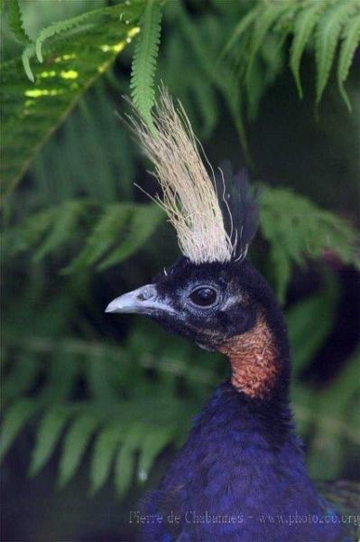 Congo peafowl