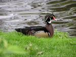 American wood duck