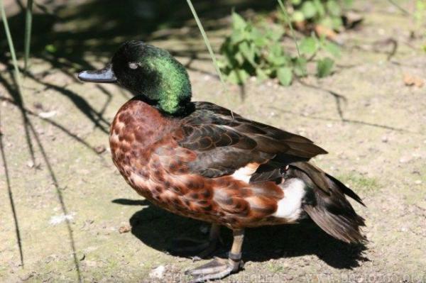 Chestnut teal