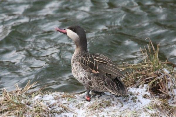 Red-billed duck