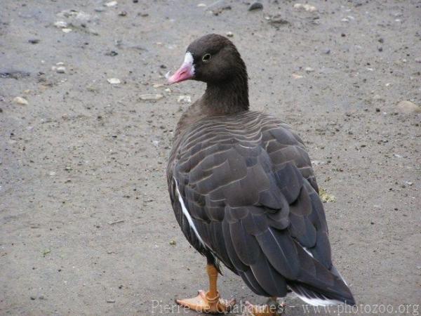 Lesser white-fronted goose