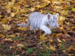 Mainland (White) tiger *