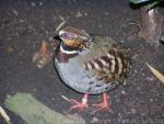 Collared partridge *