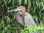 Goliath heron