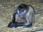 Central American spider monkey *