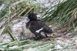 Baer's pochard