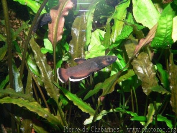 White-edged betta *