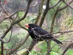 Red-billed buffalo-weaver