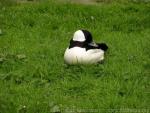 Bufflehead