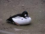 Common goldeneye