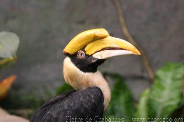 Great hornbill