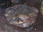 Cane toad