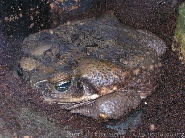 Cane toad