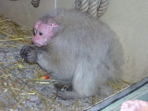 Bald uakari *